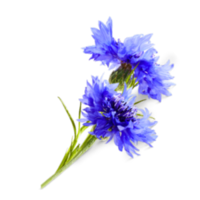 Centaurea cyanus